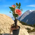 أشجار الصناعية