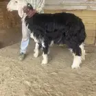 نجد صنف للبيع