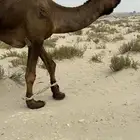 بعير طيب ونتاجه طيب وسلالته طيبه