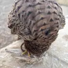 طير شبوط باشق ي هد على جربيع و عصفير و و سمان و حمام و على