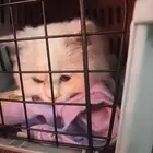 قطه شيرازي للتبني