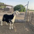 مشروح فحل نجدي