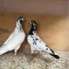 زوج با كستاني شرط