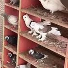 حمام فرنسي وأبو قفه مشكل البيع جمله