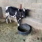 عجله عمر سنتين