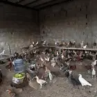 دجاج بشاير
