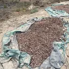 تمور علف للحيوانات