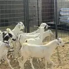 تيوس وجفار بيشيه