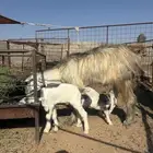 عنز والد مع تيسين