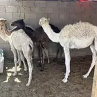 حشو للبيع