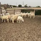 خرفان للبيع شرط