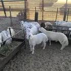 ذبايح بريه هرافي وجذعان