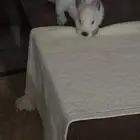 أرنب أليف أنثى