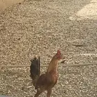 دجاج بلدي وباكستاني