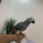 فرخ كاسكو