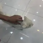 قطه بيت للبيع