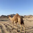 جمل احمر للبيع