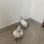 المندق. بلخزمر