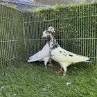 تيدي دبي