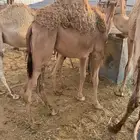 قعدان