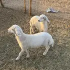 دواغير طليان شق توووم