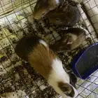 عاجل وبر مع عيالها