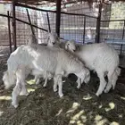 طليان للبيع