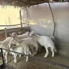 طليان