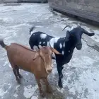 شاتين سدسان جرم وقامه