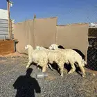 خرفان حريات