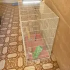 قفص شبك طيور
