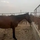 فرس إنجليزي
