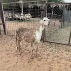 للبيع رخل ساكليه