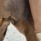 خلفه حمرى هديه رضيه