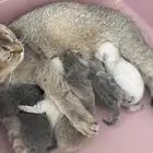 قطط سكوتش فولد