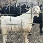 فحل صنف الصنف