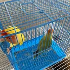 روز