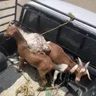 تيوس للبيع