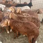 سواكن جبره