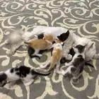 قطط للتبني