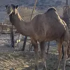 جمل احمر طيب