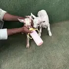 ماعز قزم جوز امريكي تشيكي