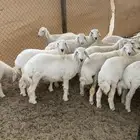 بهم ذبايح للبيع