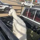 خروف للبيع نظيف