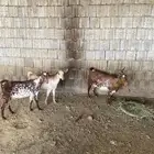 غنم مقاني الأعمار مختلفه