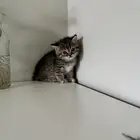 كيتن سكوتش ستريت شورت هير للبيع