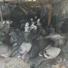 لللبيع حمام بلدي المظيلف