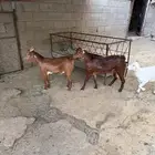 تيوس