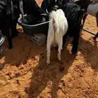 تيوس عوارض فل الفل جمله او تفريد