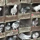 حمام قطايف وزاجل وبكستاني